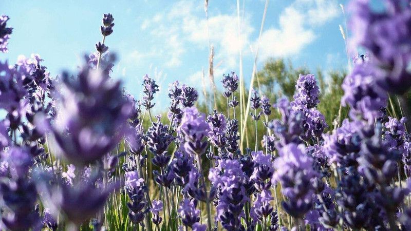 VibeX ® XLR-14 French Provence Lavender Seeds Seed  (500 per packet)