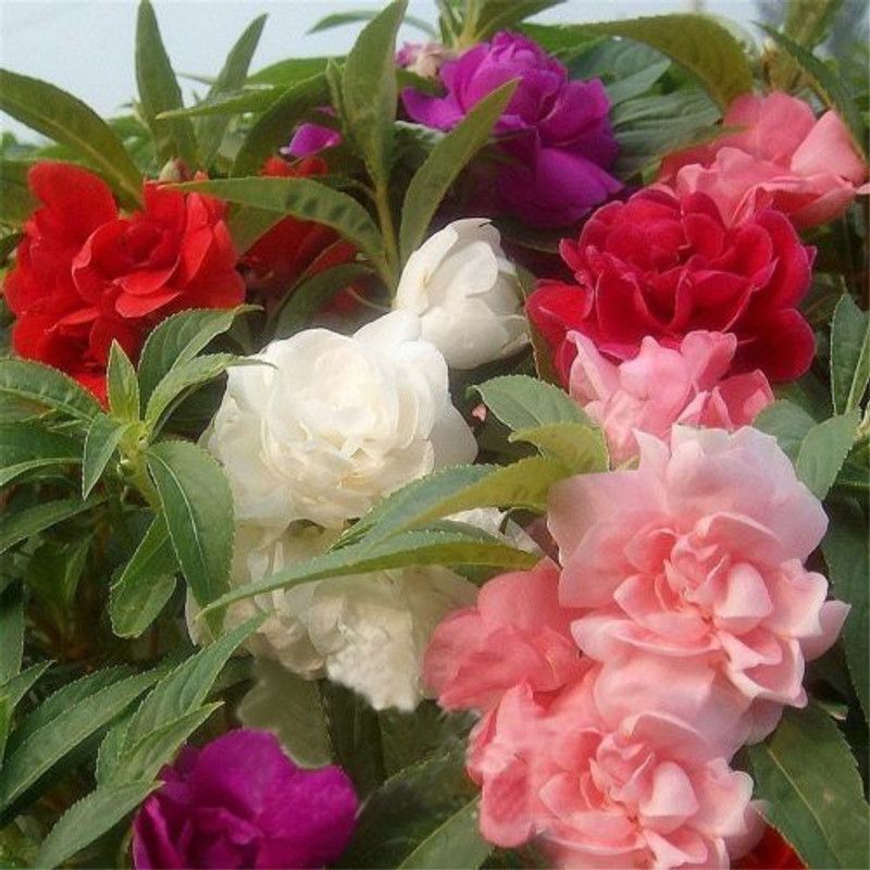 Paudha Balsam rose Mix Flower Seed  (10 per packet)
