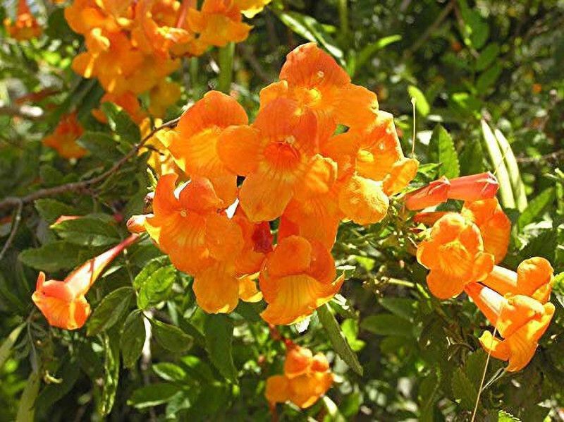 Zomoloco Tecoma Plant  (Hybrid, Pack of 1)