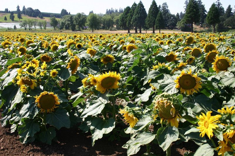 Paudha Sunflower Sunspot Seed  (26 per packet)