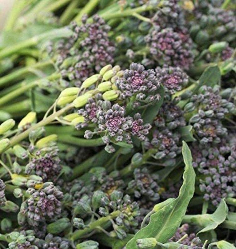 VibeX ® XXL-556 Red Spear Purple Broccoli Seeds Seed  (200 per packet)
