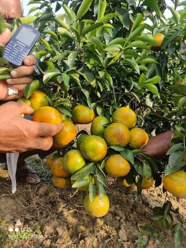 Cloud Farm Orange Plant  (Hybrid, Pack of 1)