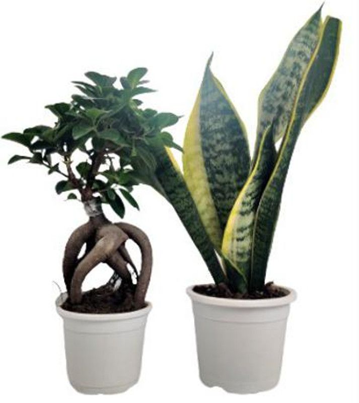 Indian Flora Ficus Bonsai Plant  (Pack of 2)