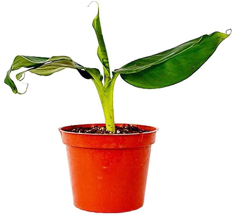 Platon Banana Plant  (Hybrid, Pack of 1)