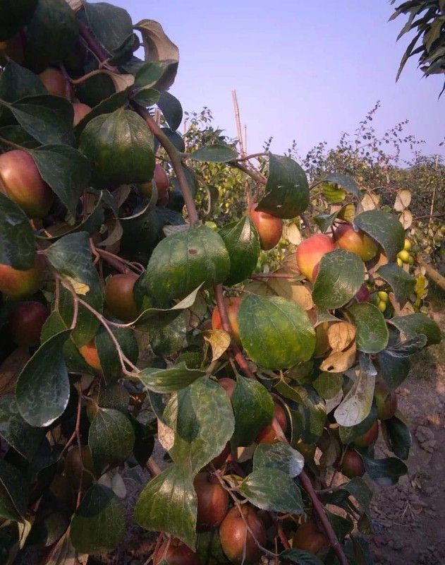 APRIX Apple Plant  (Hybrid, Pack of 1)