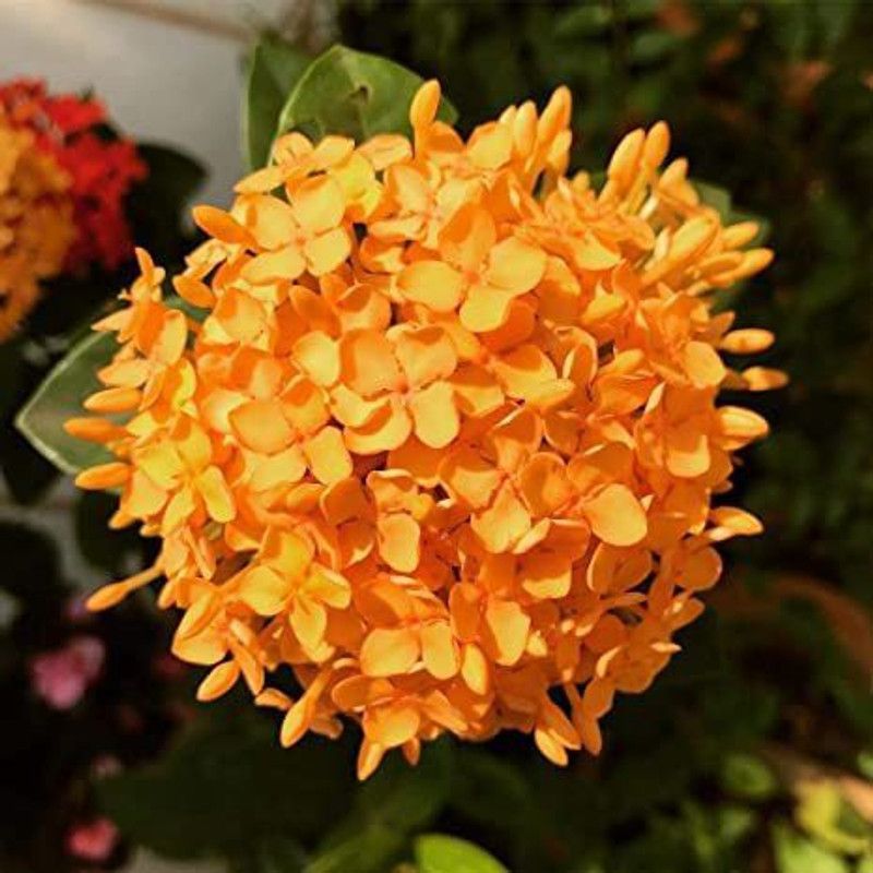 Daffodils Trothic Ixora/Chethi Plant  (Hybrid, Pack of 1)