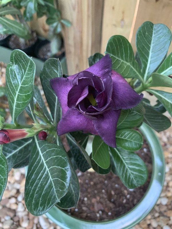 Plant Paradise Adenium Plant  (Hybrid, Pack of 1)