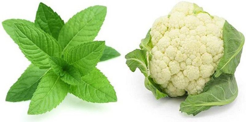 xcentax Cauliflower white large, Mint Seed Seed  (15 per packet)