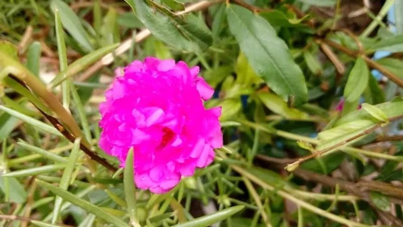 Mozette Exotic portulaca Seed  (37 per packet)