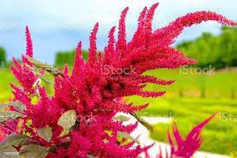 KANAYA Amaranthus Seed  (80 per packet)