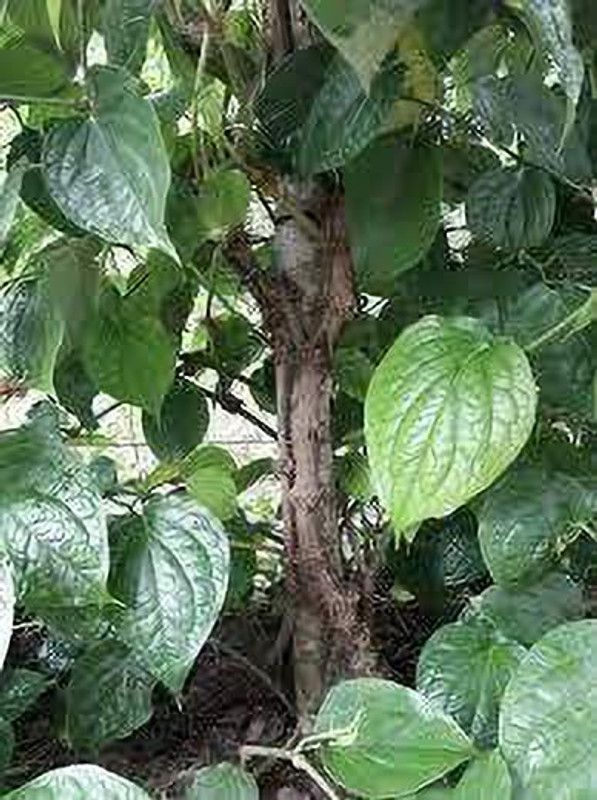 Oxygreenplant Pepper Plant  (Hybrid, Pack of 1)