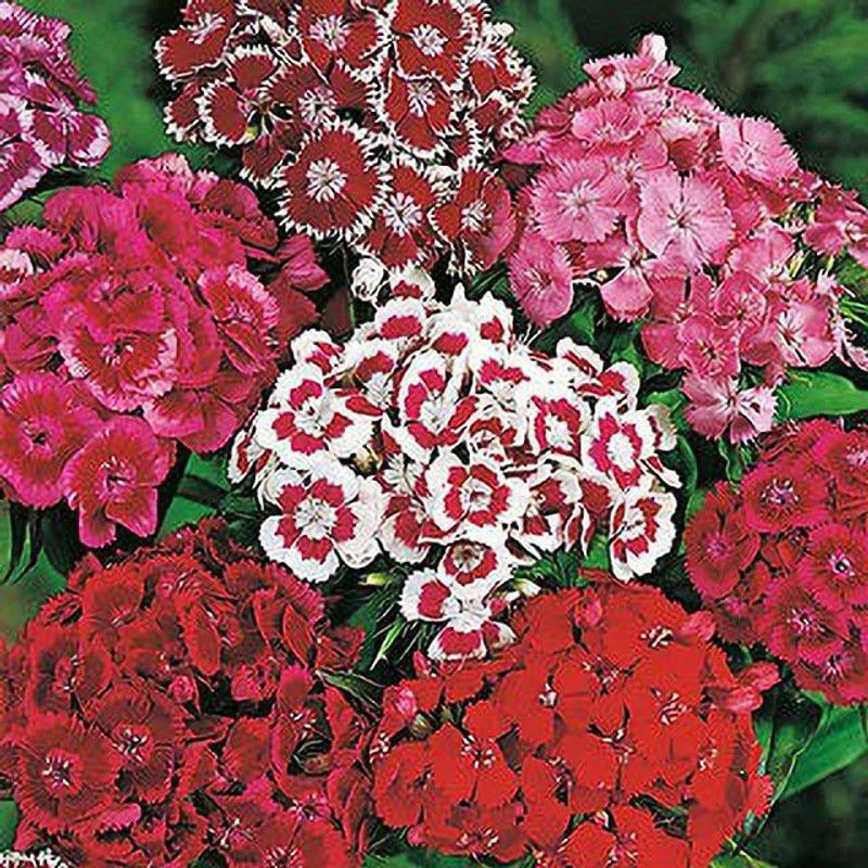 XOLDA Sweet William Flower Seed  (15 per packet)