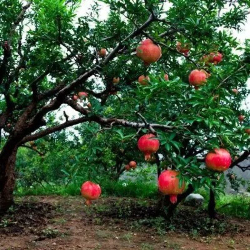 Chalisa Pomegranate, Anaar Seed  (55 per packet)