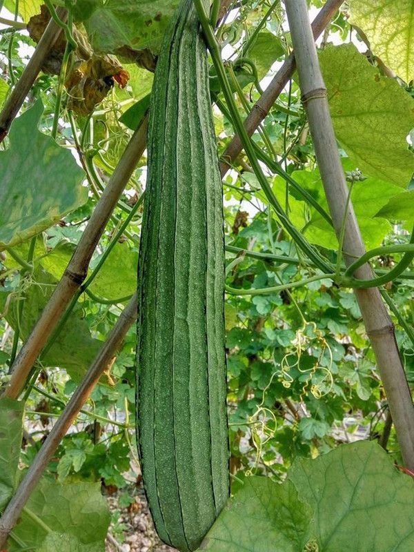 Qualtivate ® Organic Long Smooth Sponge Gourd Seeds Seed  (250 per packet)