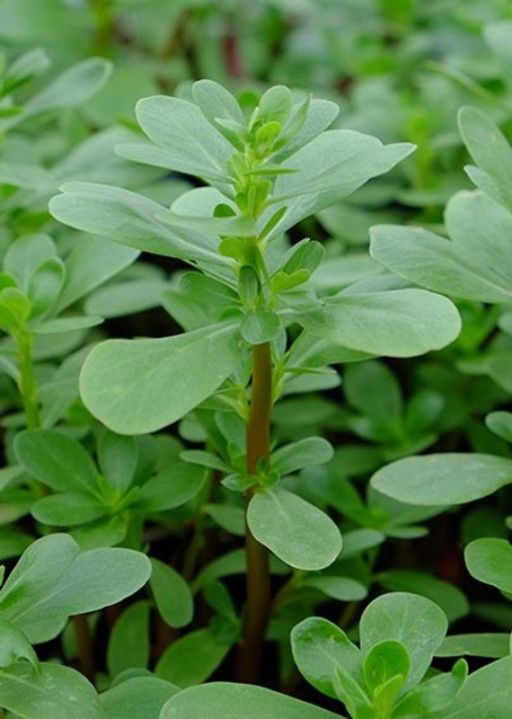Mozette Kulfa/Purslane Seed  (16 per packet)