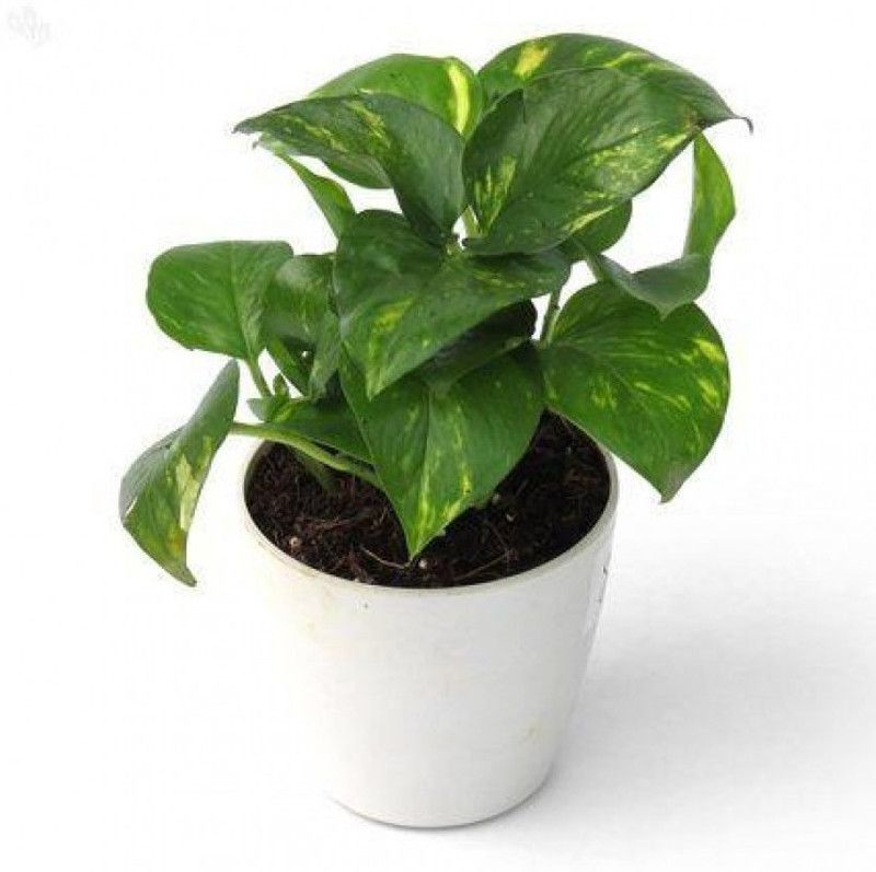Flora Guards Money Plant  (Hybrid, Pack of 1)