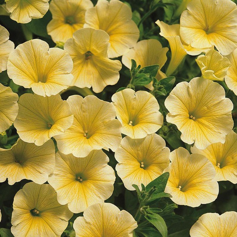 CYBEXIS Sunrise Cascading Trails' Yellow Petunia Hybrid Seeds Seed  (1 g)