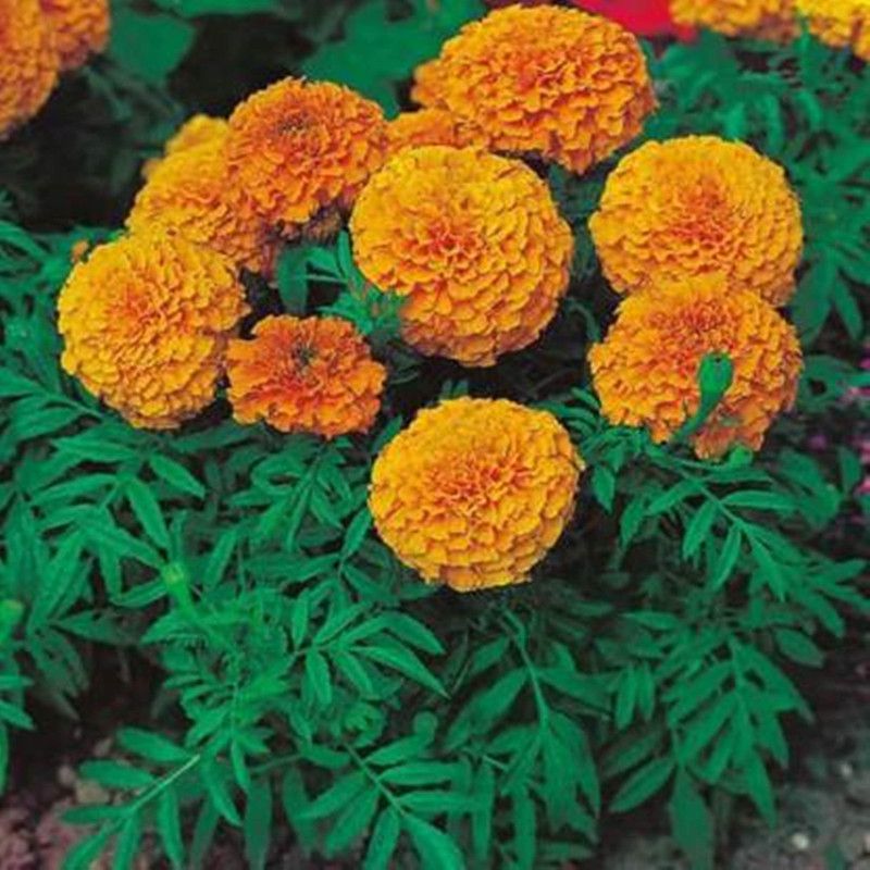 PREMIER PLANTS Marigold Seed  (320 per packet)