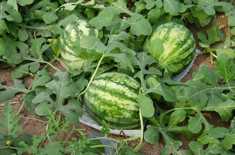 PLANTZON Watermelon Seed  (20 per packet)