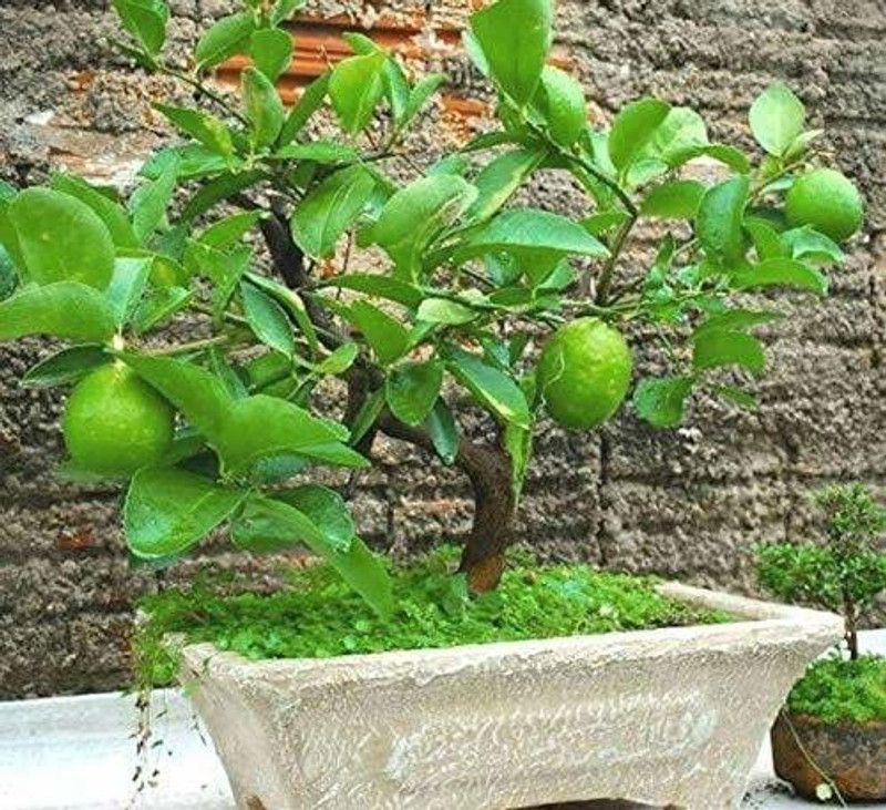 JRYU Sweet Lime Mosambi Seed  (54 per packet)