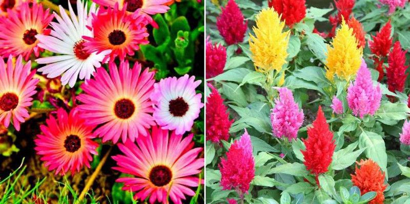 xcentax Daisy, celosia Seed  (20 per packet)