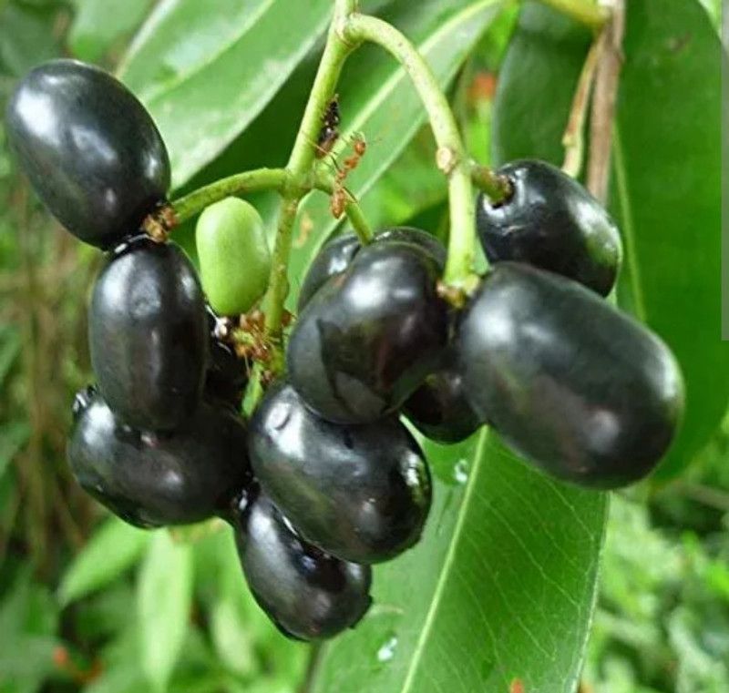KB NURSERY Jamun Plant  (Hybrid, Pack of 1)