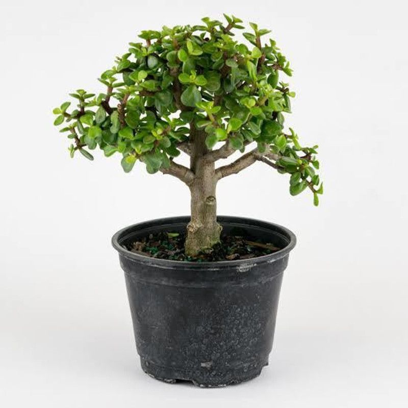 Flora Guards Jade Plant  (Pack of 1)