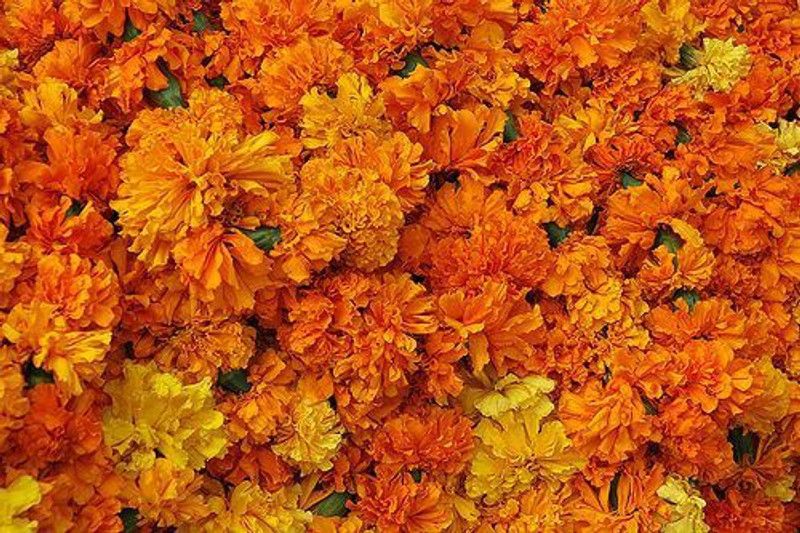 Paudha Marigold Gendaphool Mix Seed  (37 per packet)