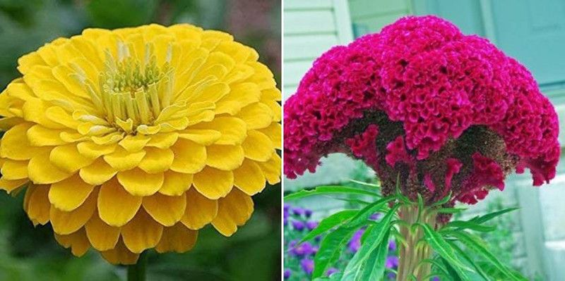 xcentax zinnia yellow, Cockscomb Seed  (20 per packet)