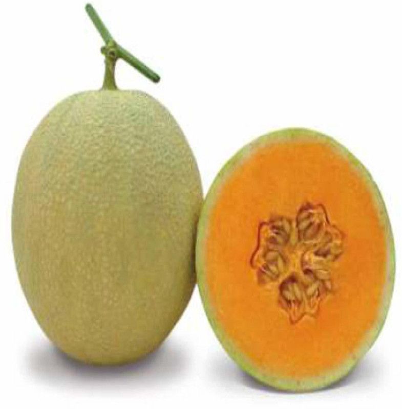 JRYU Kharbuja Seed  (195 per packet)