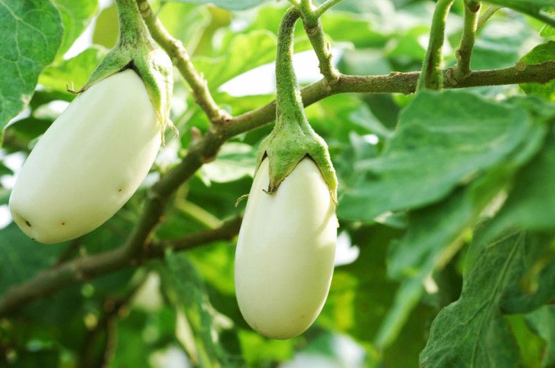 Greenly Brinjal White Seed  (22 per packet)