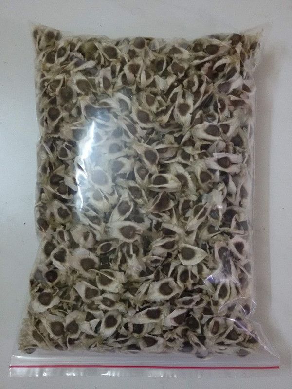 Qualtivate ® MORINGA Drumstick Seeds- PKM-1 Seed  (20 per packet)
