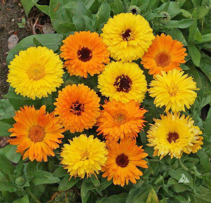 Mozette Calendula Hybrid Flower Seed  (10 per packet)