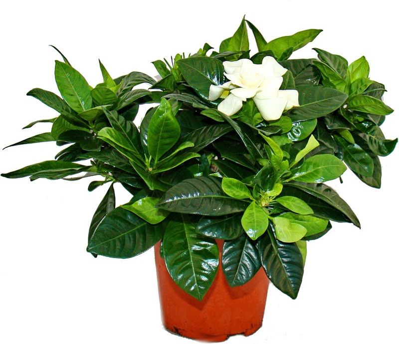liana Jasmine Plant  (Hybrid, Pack of 1)