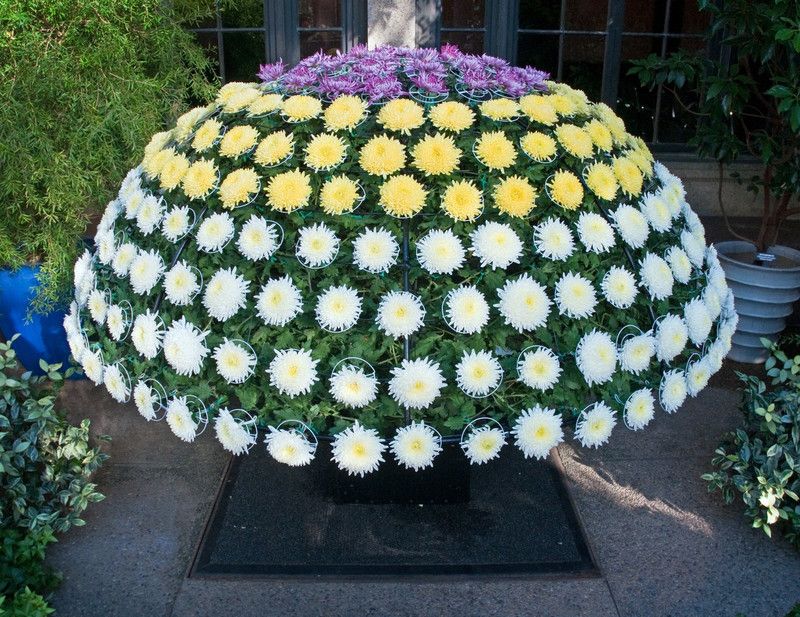 Mozette Chrysanthemum Flower Seed  (17 per packet)