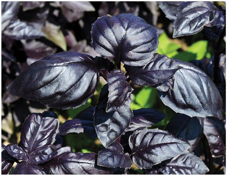 WILLVINE VXI-7 Amethyst Improved Purple Basil Seed  (2000 per packet)