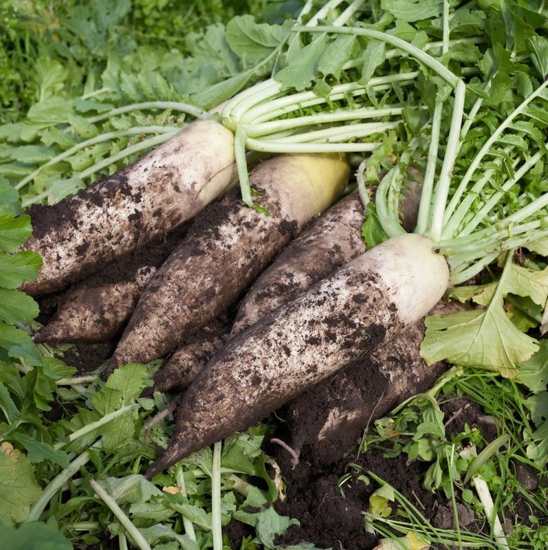 VINTI White Radish Seed  (2000 per packet)