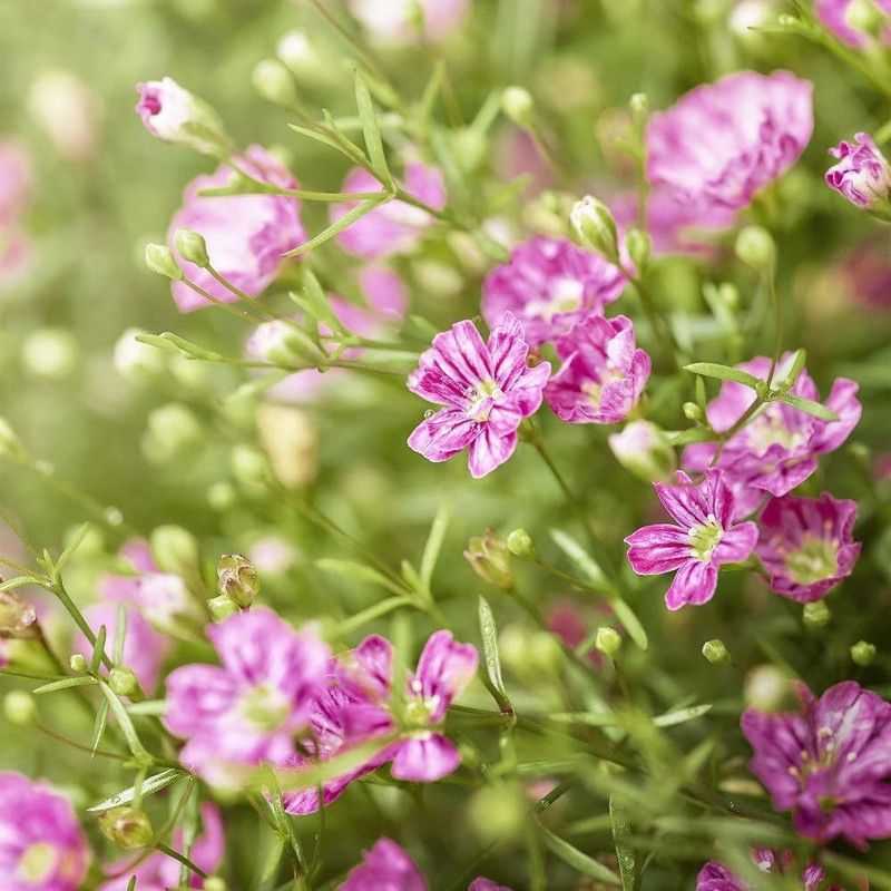 CYBEXIS Mixed Gypsophila elegans Seed  (50 per packet)
