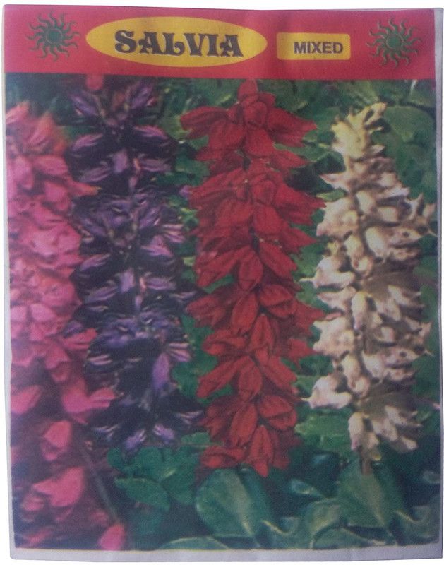 CYBEXIS Blue Hut Salvia Garden Seeds Winter Planting Seeds Seed  (50 per packet)