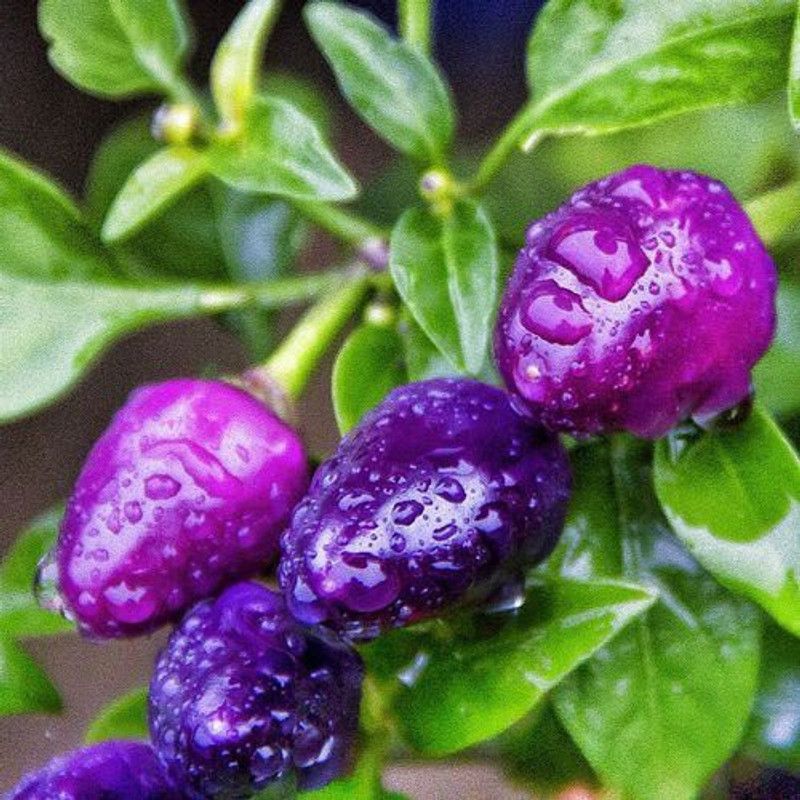 Qualtivate ™ PURPLE MARCONI PEPPER Large Sweet Italian Frying Capsicum Annuum Seeds Seed  (90 per packet)