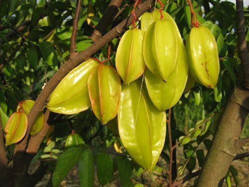 FasanGreen Star Fruit Carambola Grafted Plant  (Hybrid, Pack of 1)