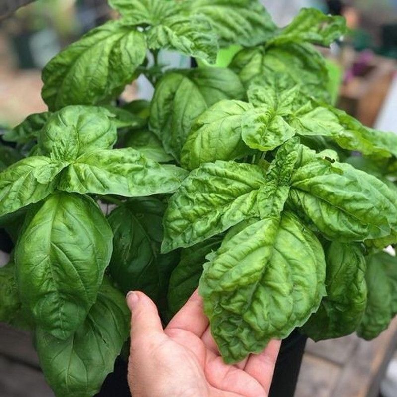 VibeX ® RXI-55 Basil,Lettuce Leaf seeds Seed  (1000 per packet)