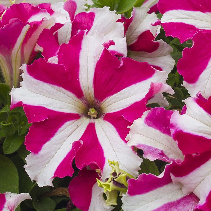 CYBEXIS Petunia N C Star Mix Seed  (50 per packet)