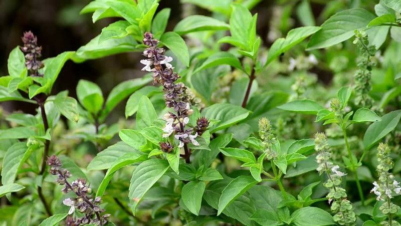 Paudha Thai Basil Seed  (20 per packet)