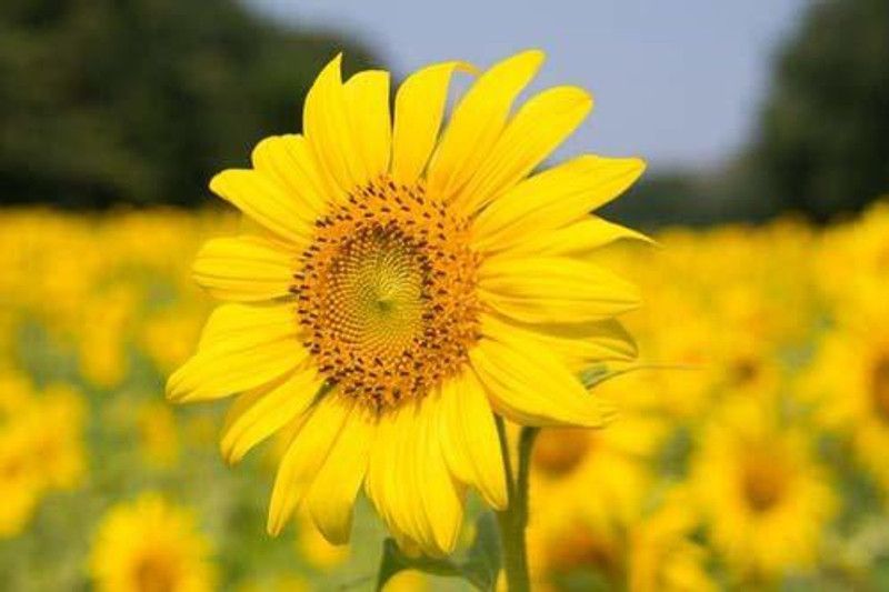 KANAYA Sunflower Flower Seeds For Home Gardening Seed  (20 per packet)