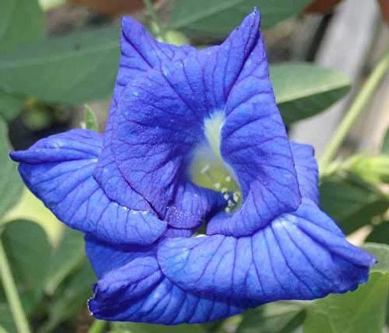 Dream mall Aparajita/ Butterfly Pea Plant  (Hybrid, Pack of 1)