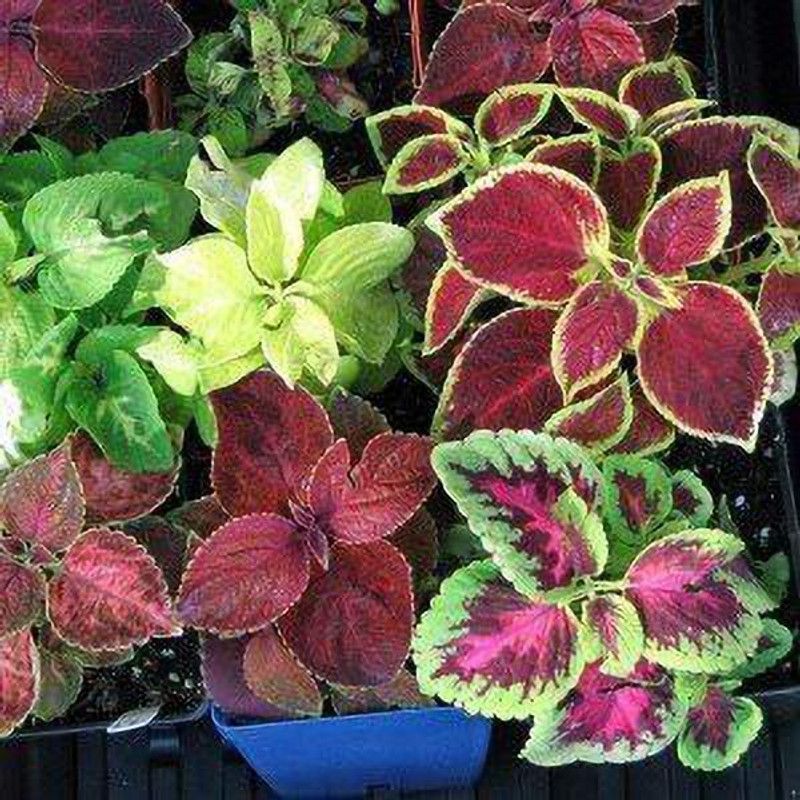 KANAYA Coleus Rainbow Mix Color Flower Seed  (70 per packet)