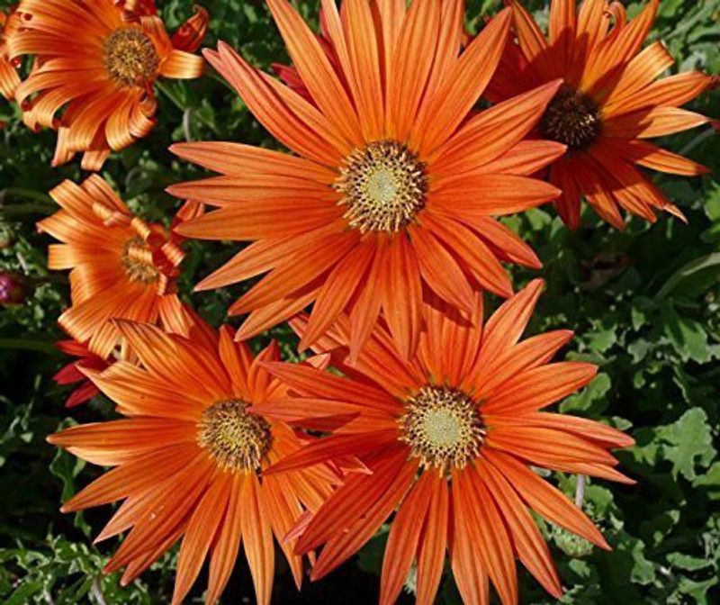 CYBEXIS African Daisy Flower Seeds All Season Seed  (50 per packet)