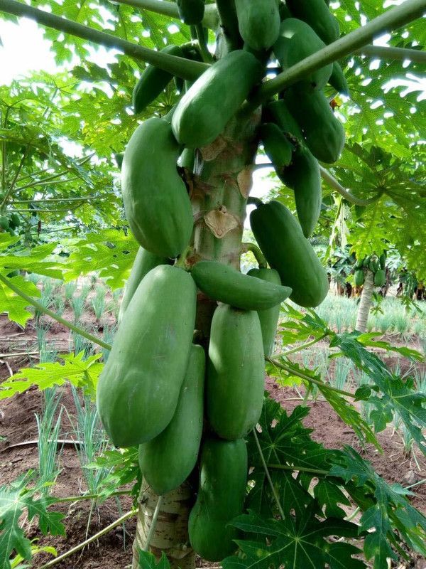 WILLVINE Dwarf Hybrid Papaya Fruit Seed Seed  (100 per packet)