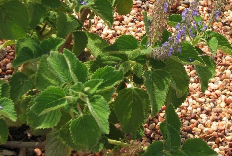 VibeX ® LXI-5 Bush Basil Seeds Seed  (1000 per packet)